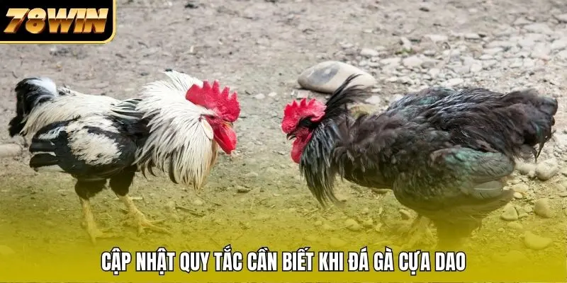 Cập nhật quy tắc cần biết khi đá gà cựa dao Cập nhật quy tắc cần biết khi đá gà cựa dao