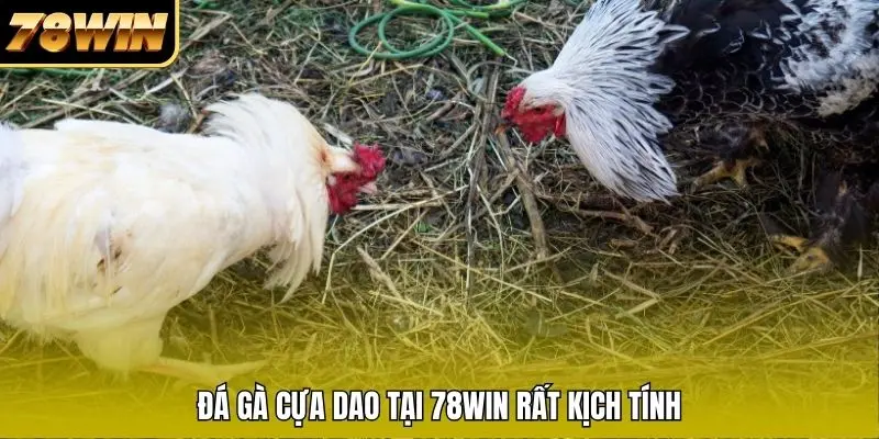Đá gà cựa dao rất kịch tính và hấp dẫn Đá gà cựa dao rất kịch tính và hấp dẫn