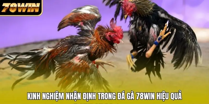 Kinh nghiệm nhận định trong đá gà 78WIN hiệu quả