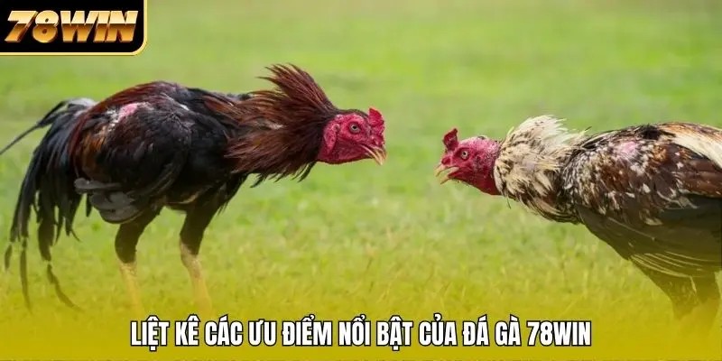 Liệt kê các ưu điểm nổi bật của đá gà 78WIN
