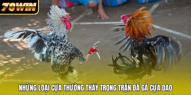 Những loại cựa thường thấy trong trận đá gà cựa dao Những loại cựa thường thấy trong trận đá gà cựa dao